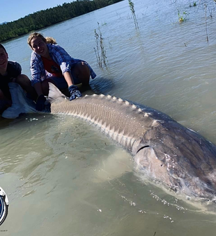 Reel Big Thrills: BC Sturgeon!